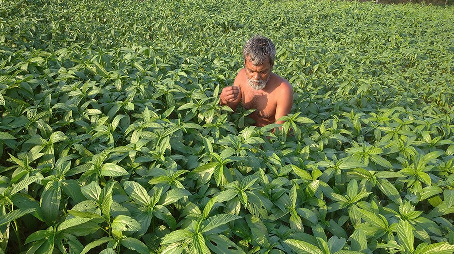 Bumper jute production in Jashore region