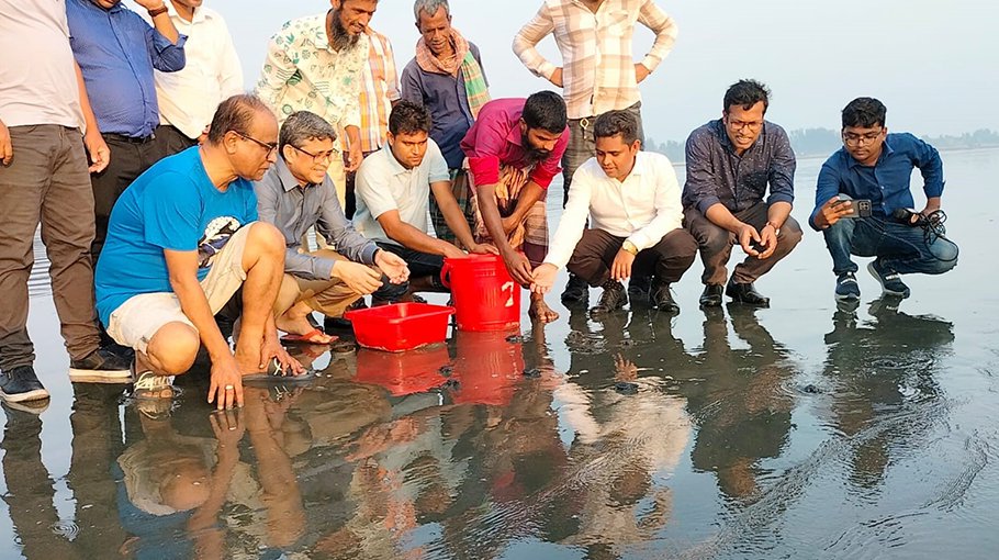Endangered Ridley turtle hatchlings released into sea