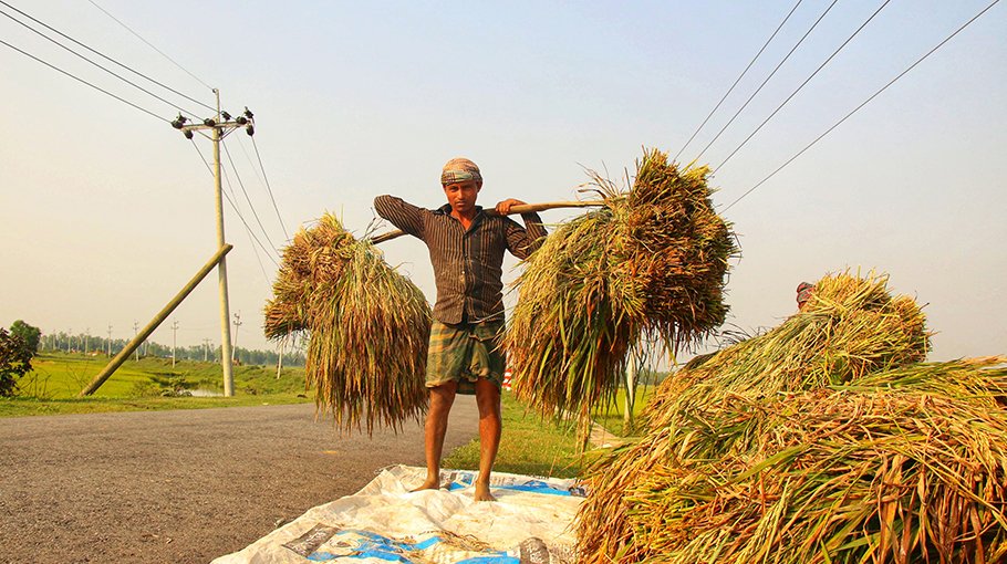 Bumper paddy harvest delights Tangail farmers 
