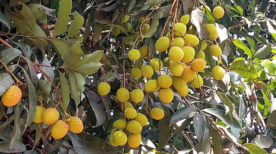 Bumper litchi output in Dinajpur likely