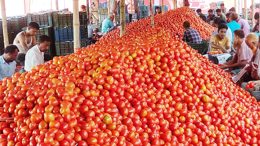 Tomato yield exceeds target in Dinajpur, farmers eying fair price