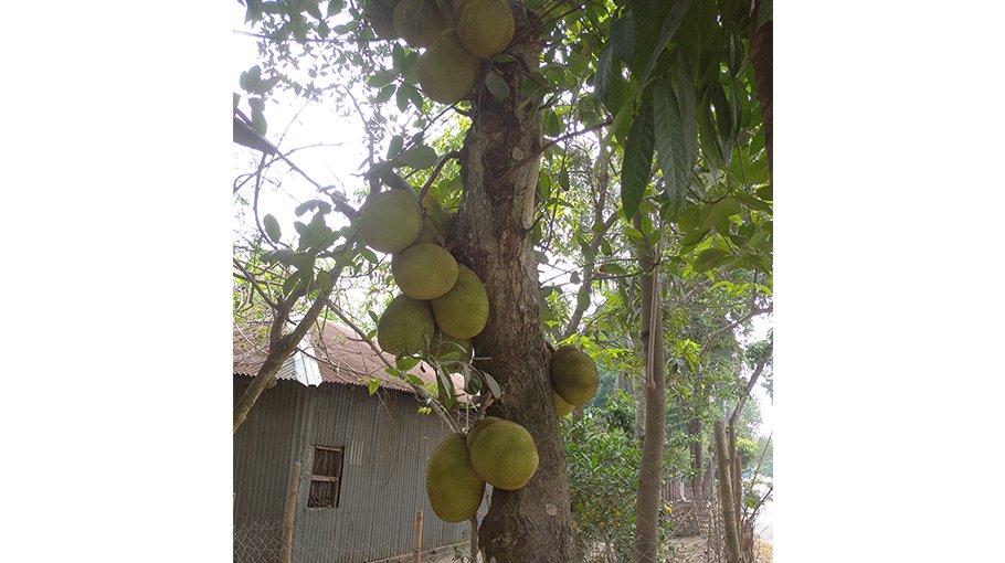 Jackfruit farming gets popular in Jhenaidah Farming area expanded by 666 hectares