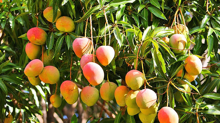 Mango export to double this season