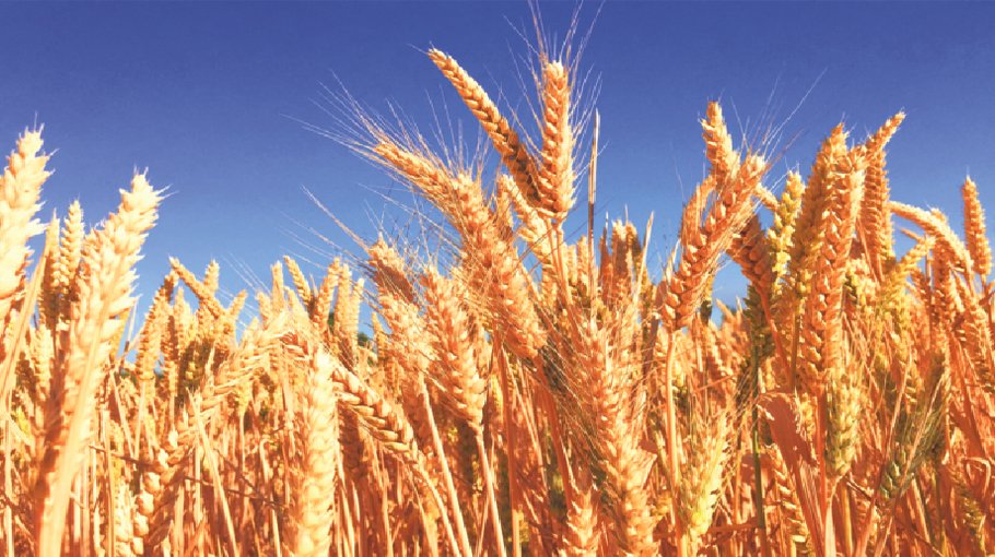 Adds risk to global  food security
