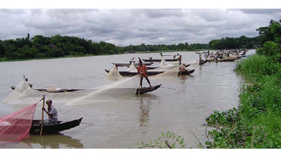 Mother fishes lay sample eggs in Halda river