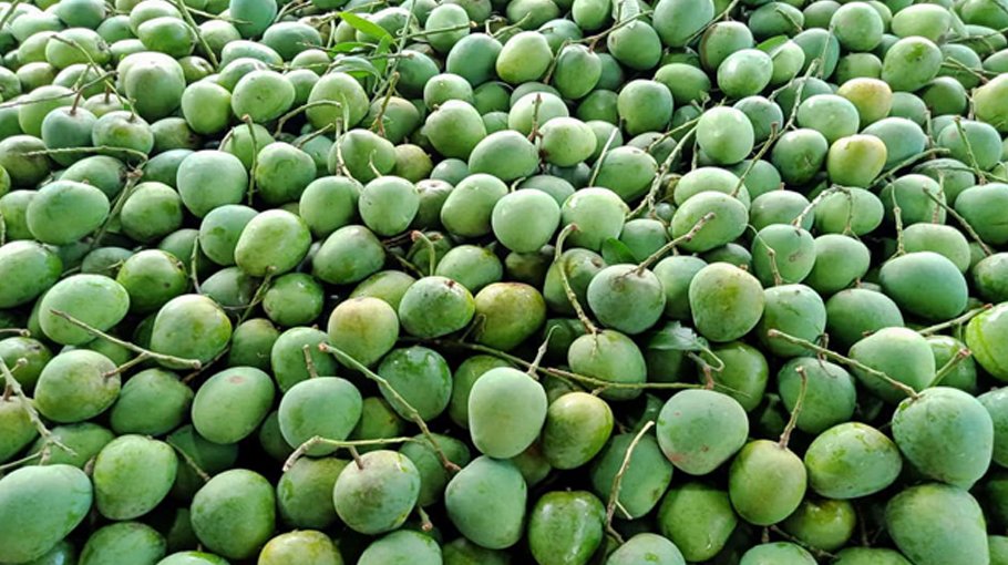 Mango export begins with 10 tonnes to 4 countries