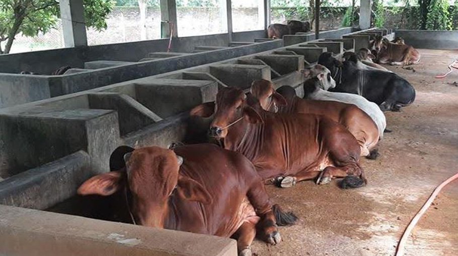 Beef fattening generating  income for rural people