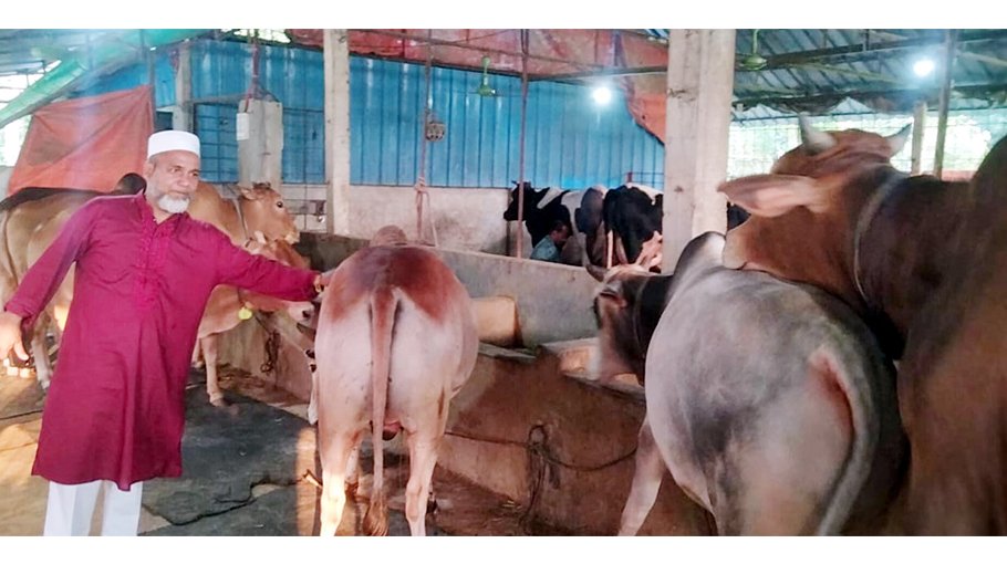Financial Agro’s 30 cows ready for Qurbani in Mirsrai