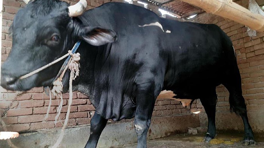 Tk one million demanded as price for giant black bull in Paba