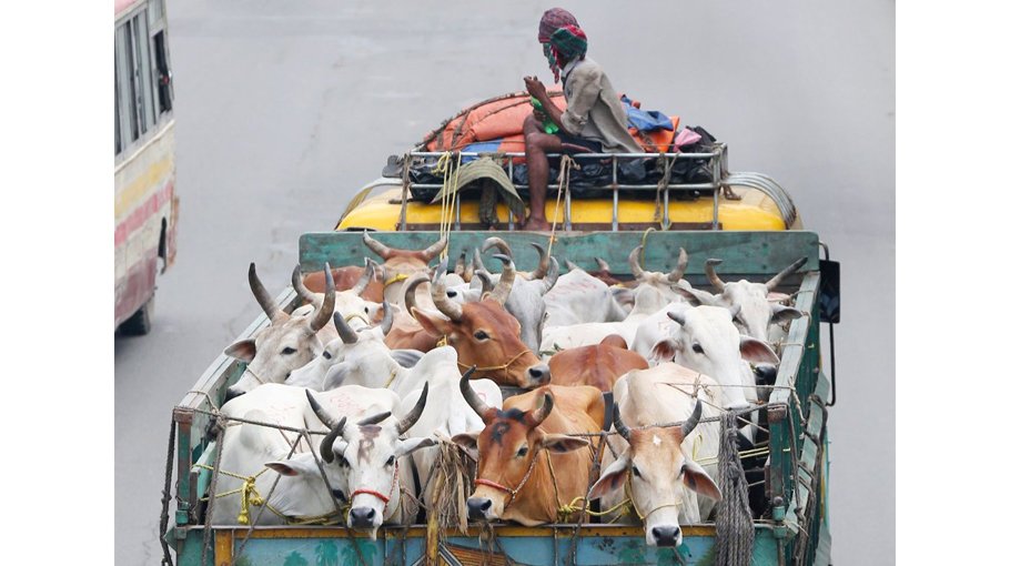 Trucks carrying sacrificial animal cannot be stopped: Highway police 