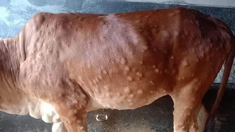 300 cattlehead die of lumpy  skin disease in Sylhet