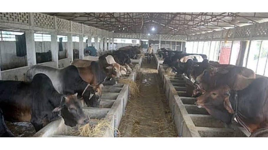 Over 11.83 lakh sacrificial animal ready for sale in Khulna 