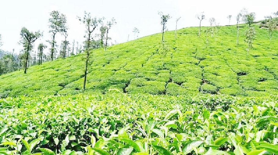 Rain gives new lease of life to Srimangal tea gardens