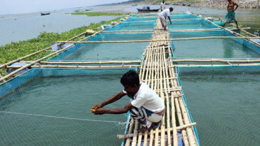 Fish farming in floating cages gains popularity