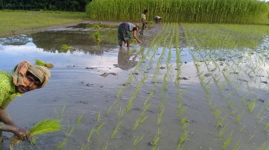 Rain in early monsoon delights Aus farmers in Jhenaidah