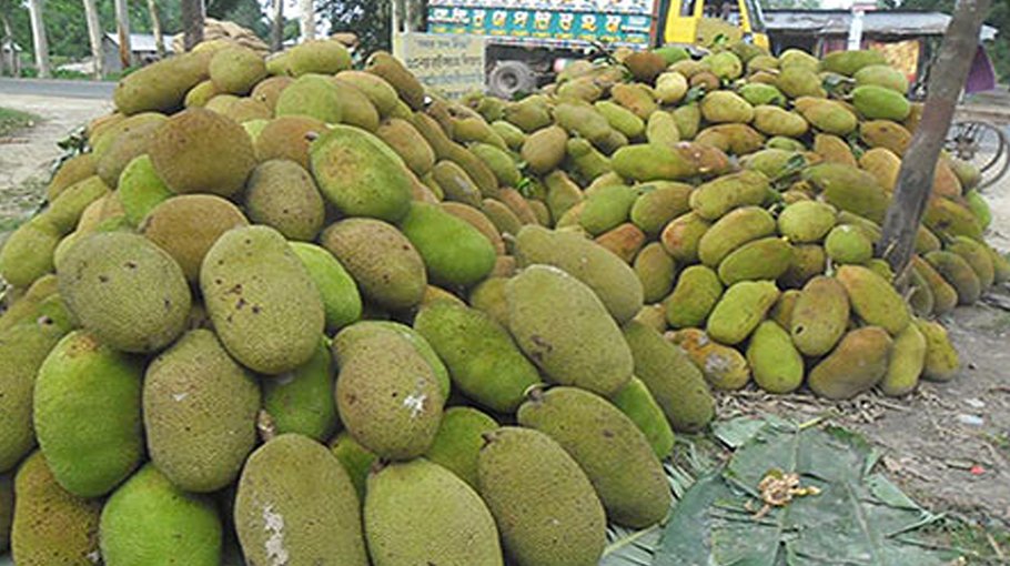 Low jackfruit price frustrates growers in Jhenaidah 