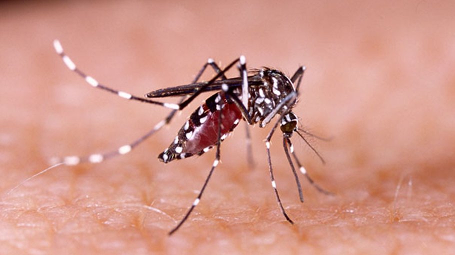 Deadly dengue turns alarming