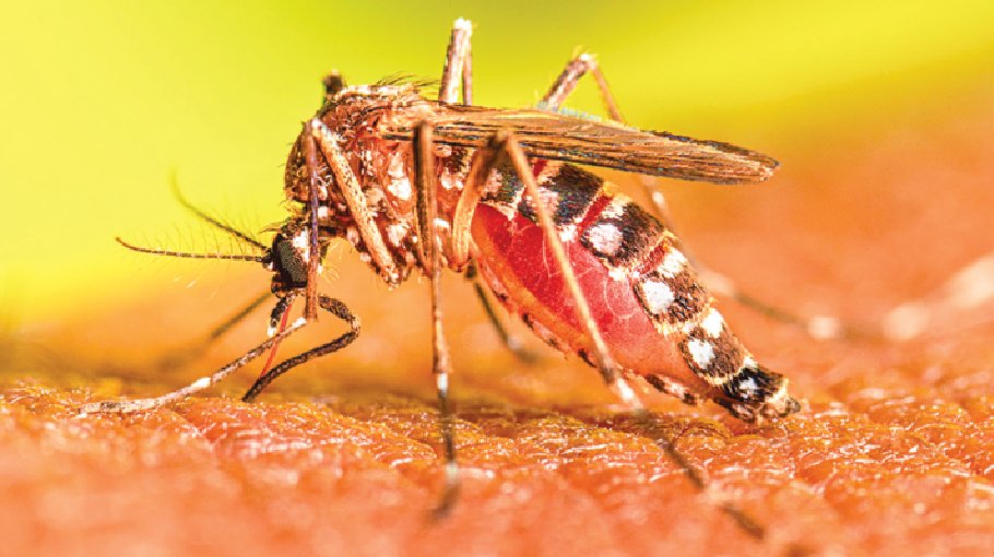 Record 19 dengue deaths in a single day  