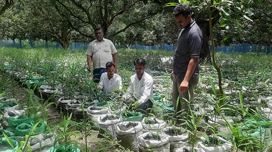 Ginger cultivation on fallow land brings ray of hope
