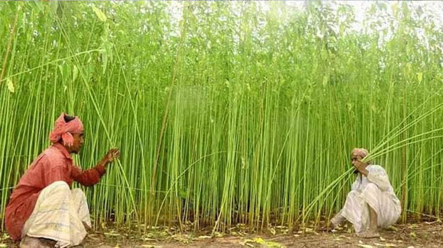 Water scarcity hampers jute processing in Pabna