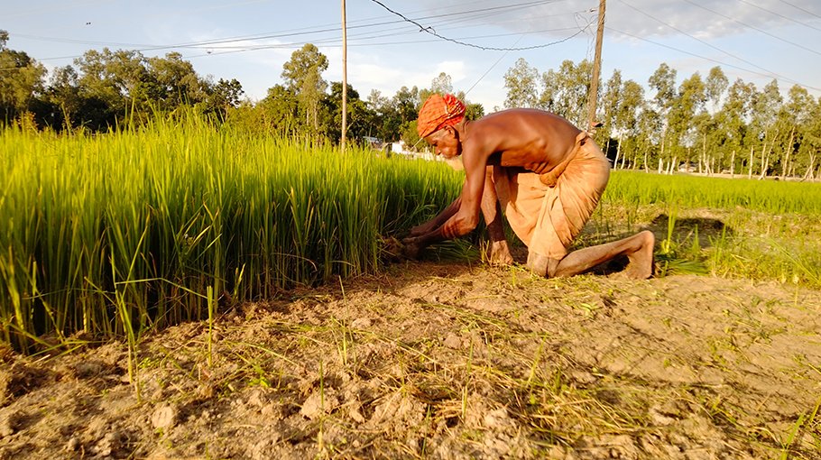 Dry spell rings alarm for Aman cultivation in Kurigram