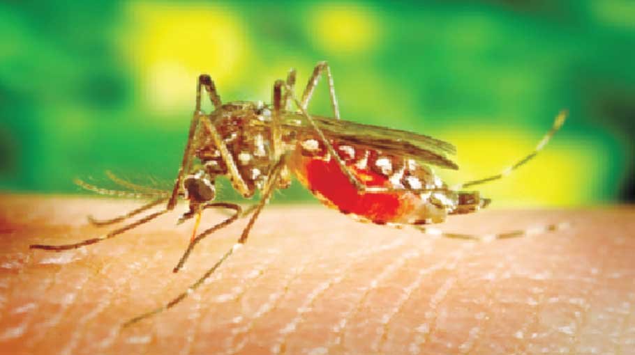 10 die of dengue, 2,584 hospitalised in 24 hours