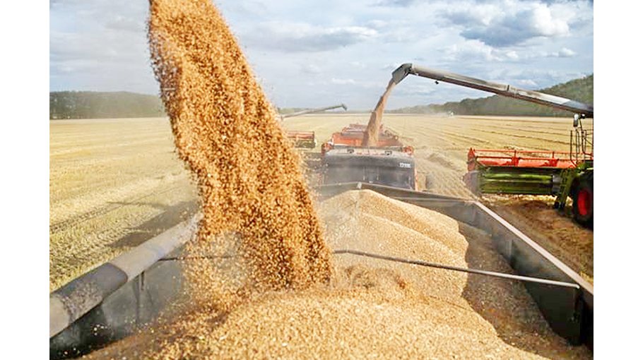 Russia’s grain harvest seen at 135 mln tons this year 
