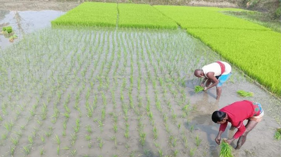 8.37 lakh tonnes of Aman rice production targeted in Khulna region