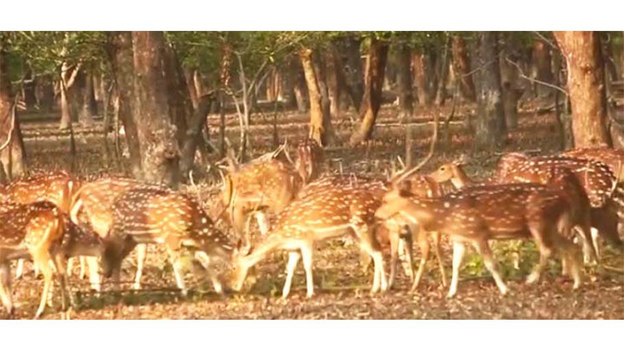 Poaching poses extinction threat to Sundarbans deer