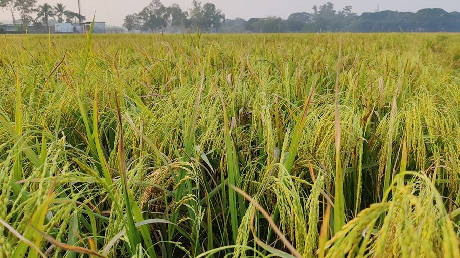 aush-harvesting-going-on-in-full-swing-in-manikganj-bangladesh-post