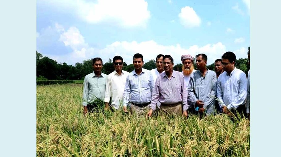 Fast-growing T Aus rice variety BRRI 98 has huge potential