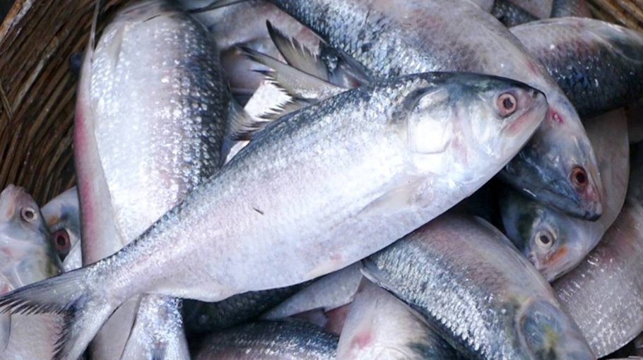 Hilsa prices decline as  supply increas in Khulna