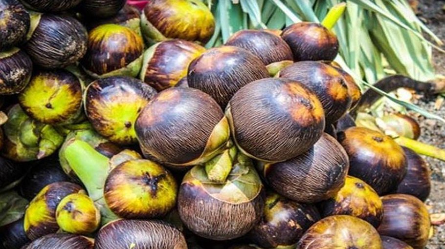 50,000 palm seeds will be planted in Bhola