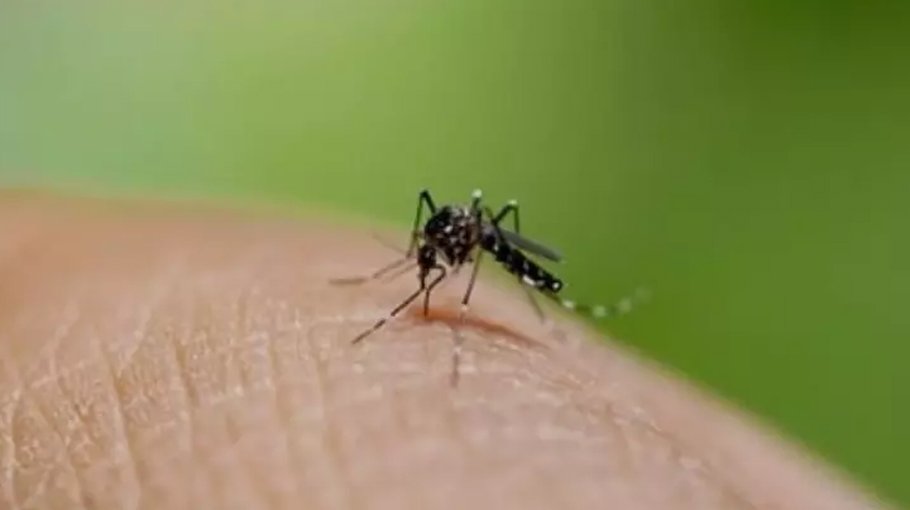 104 dengue patients hospitalised in  24 hrs in Ctg