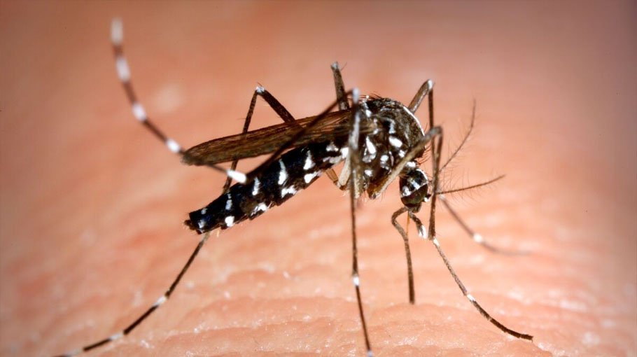 Dengue mosquito   develop resistance against insecticides