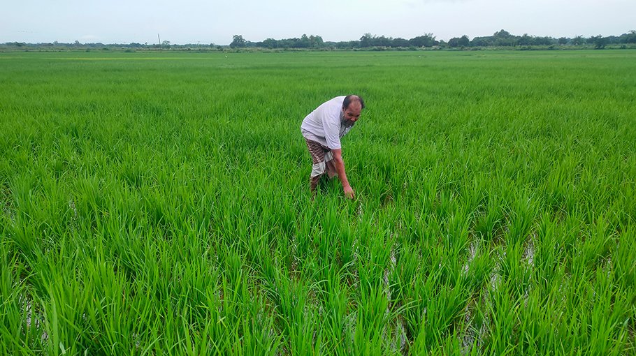 3.50 lakh mts of T-Aman rice expected in 6 Jhenaidah upazilas