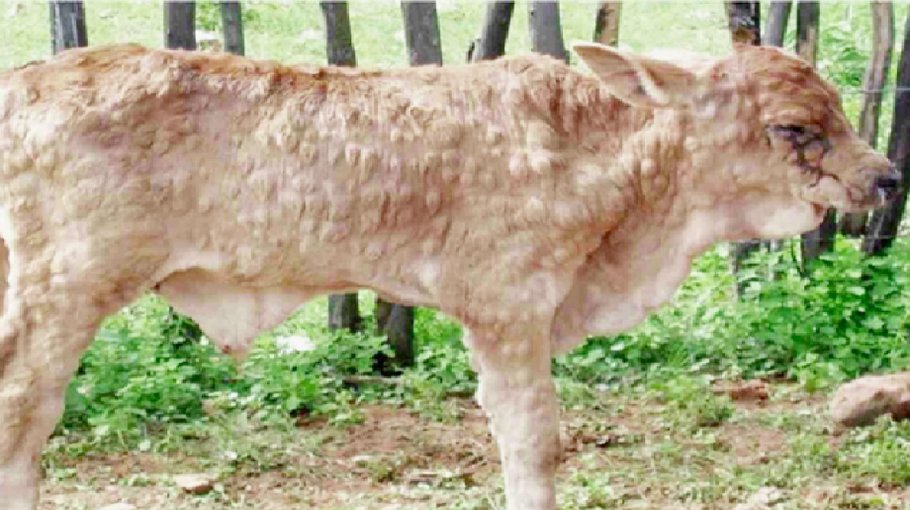 Lumpy disease takes   a pandemic form in Meherpur