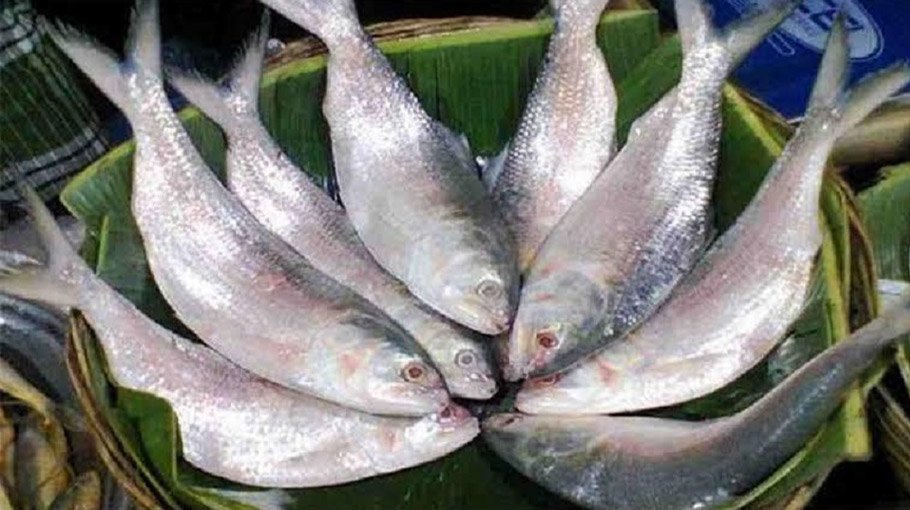 22-day ban on catching hilsha begins today