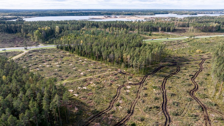 How effective is the EU’s  deforestation regulation?