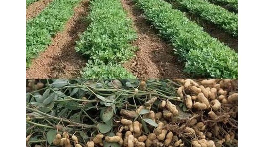 680 Gopalganj farmers to get stimuli for groundnut farming