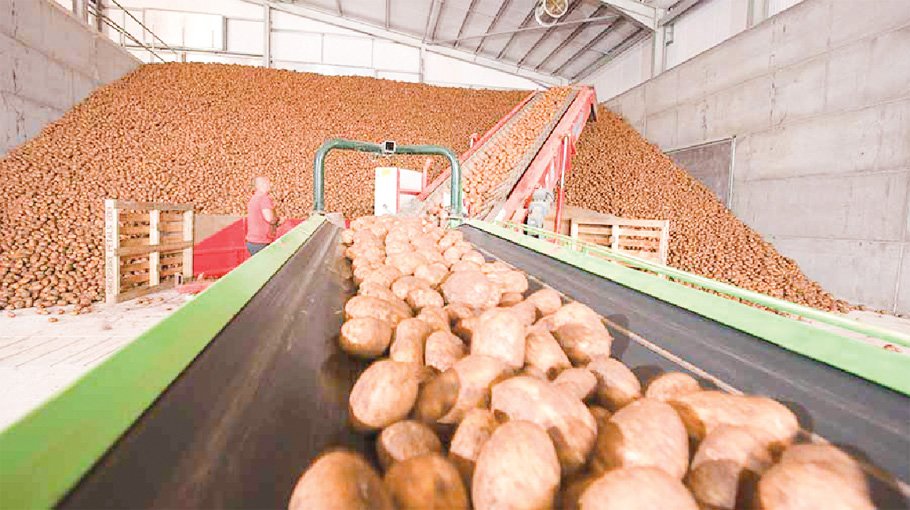 Wholesale price of potato falls as Indian potato arrives