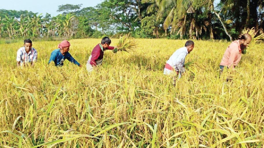Bumper production of BRRI-71 and 75 in Saronkhola