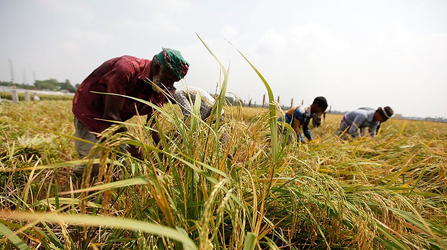 T-Aman harvest starts: Bumper production expected in Manikganj 