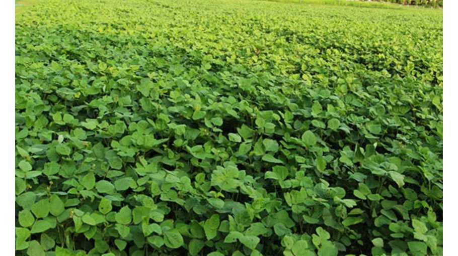 Bumper production expected in Manikganj