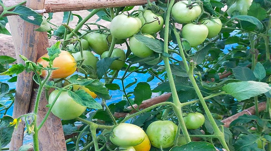 Summer tomato farming cheers many Rajshahi people