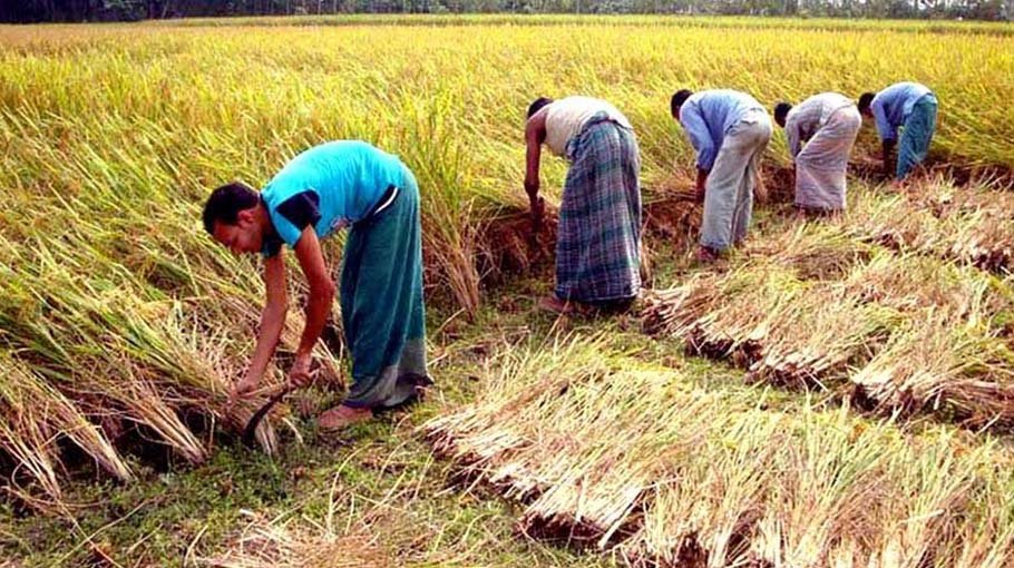 Bumper Aman rice yield expected in Rangpur
