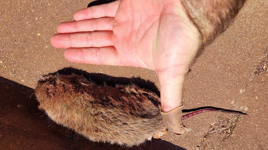 Rat plague spreads to Australia’s fishing towns