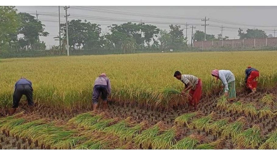 100pc Ropa Aman farming target achieved in Khulna 