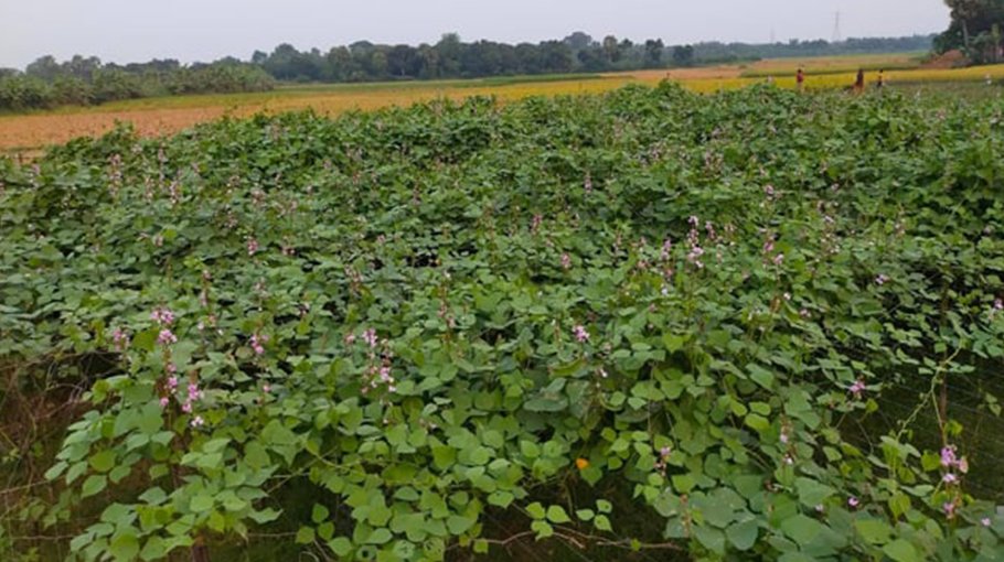 Summer bean farming becomes boon for Rajshahi farmers