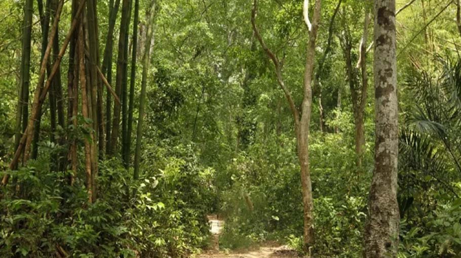 25 acres of forest land recovered in Ctg